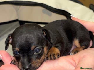 Chihuahua dogs 2 dark choc and tan male chihuahuas available - Advert 2