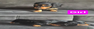 Dachshund 6