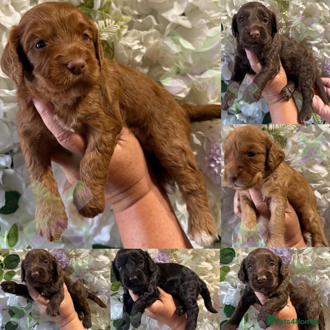 Cockapoo dogs for sale: F1 mini Cockapoos 30 dna health tested various  - Advert 1
