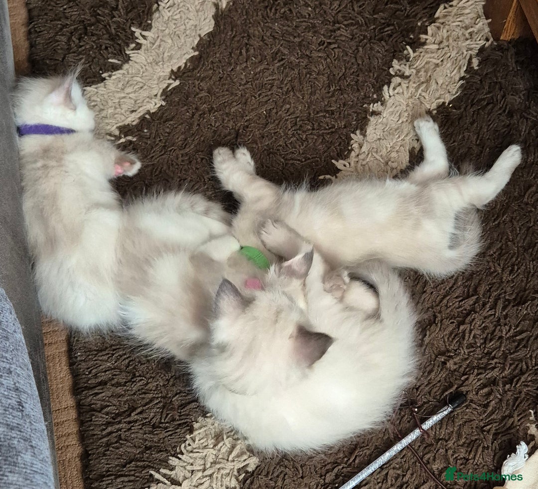 Turkish Angora cats for sale: Turkish angora  - Image 6
