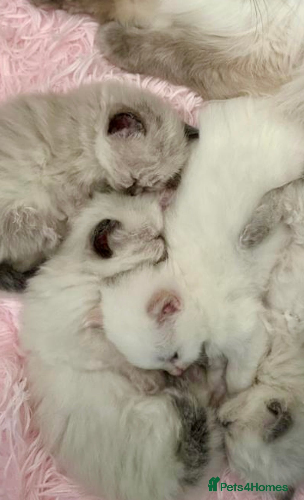 Ragdoll cats Waiting list now open !!!!! - Advert 2