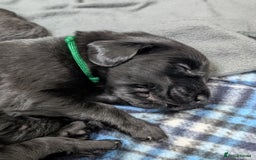 Flat coated Retriever dogs for sale: KC Flat Coated Retriever Puppies - Image 21