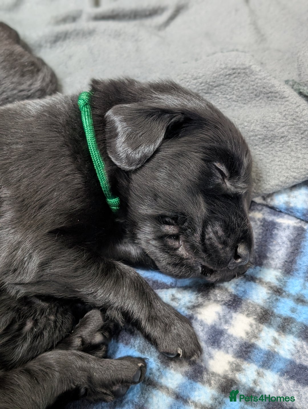 Flat coated Retriever dogs for sale: KC Flat Coated Retriever Puppies - Image 21