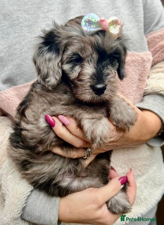 Cavapoo dogs - Advert 1