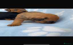 Lakeland Terrier dogs for sale: Lakeland terrier puppies for sale - Image 5
