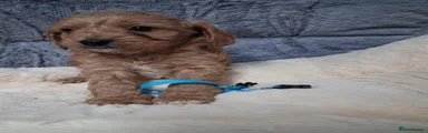 Cavapoo 5