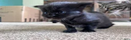 Mixed Breed cats for sale: Beautiful Black Kittens - Advert 11