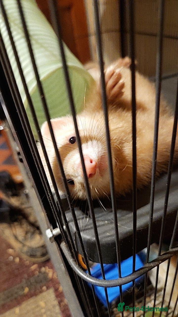 Ferret rodents 2 male kits 12 wks old looking for new cuddle spot - Advert 2