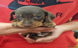 Miniature Dachshund dogs for sale: KC Registered Miniature Dachshund Puppies - Image 20