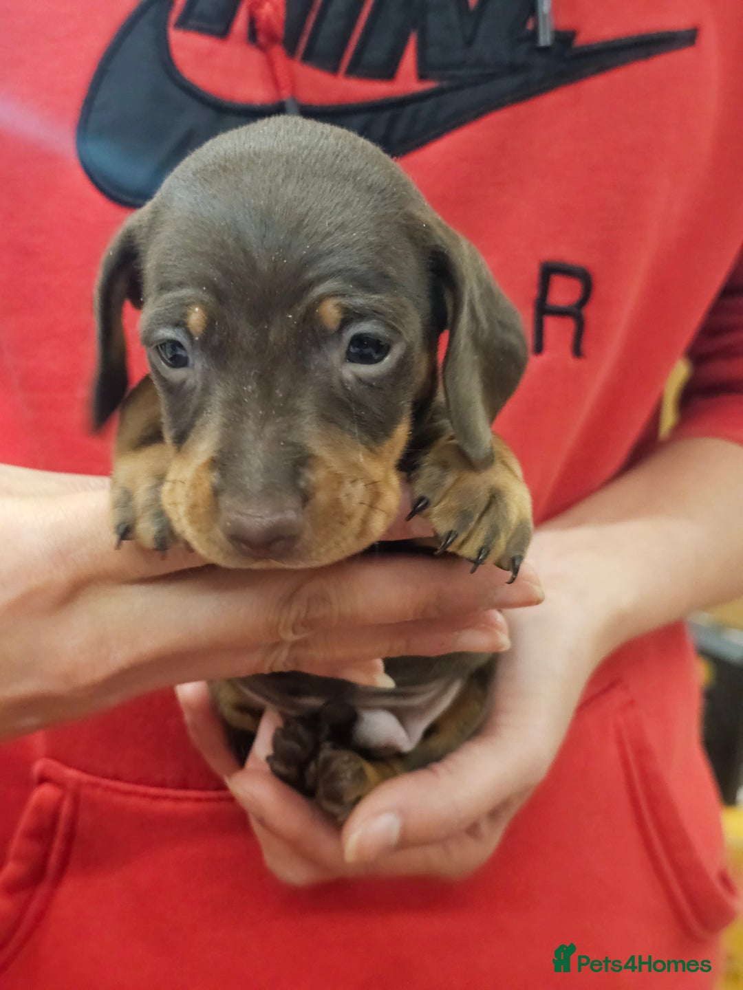 Miniature Dachshund dogs for sale: KC Registered Miniature Dachshund Puppies - Image 20
