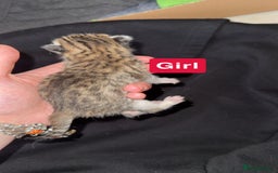 Mixed Breed cats for sale: Kitten - Advert 5