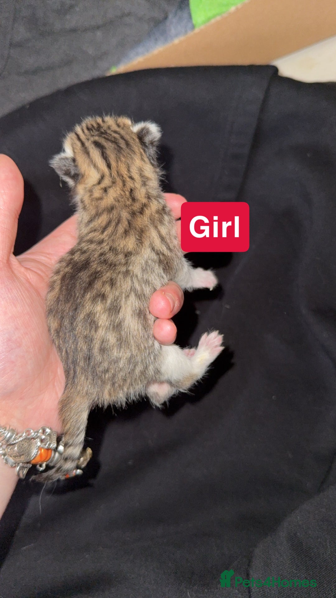 Mixed Breed cats for sale: Kitten - Advert 5