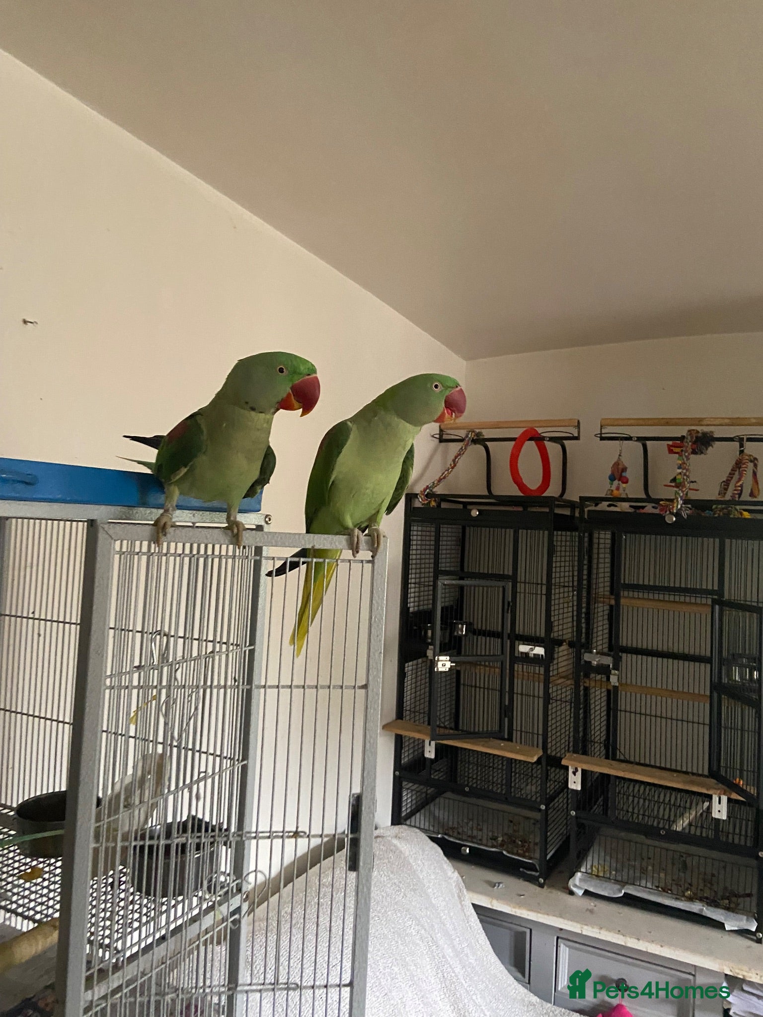 Parakeets birds Young bonded pair of alexandrine  - Advert 9