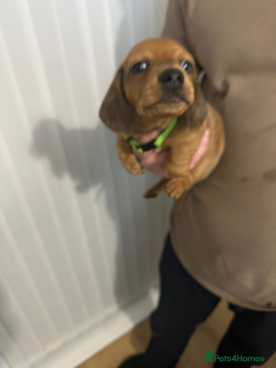 Miniature Dachshund dogs for sale: Miniature dachshunds  - Advert 3