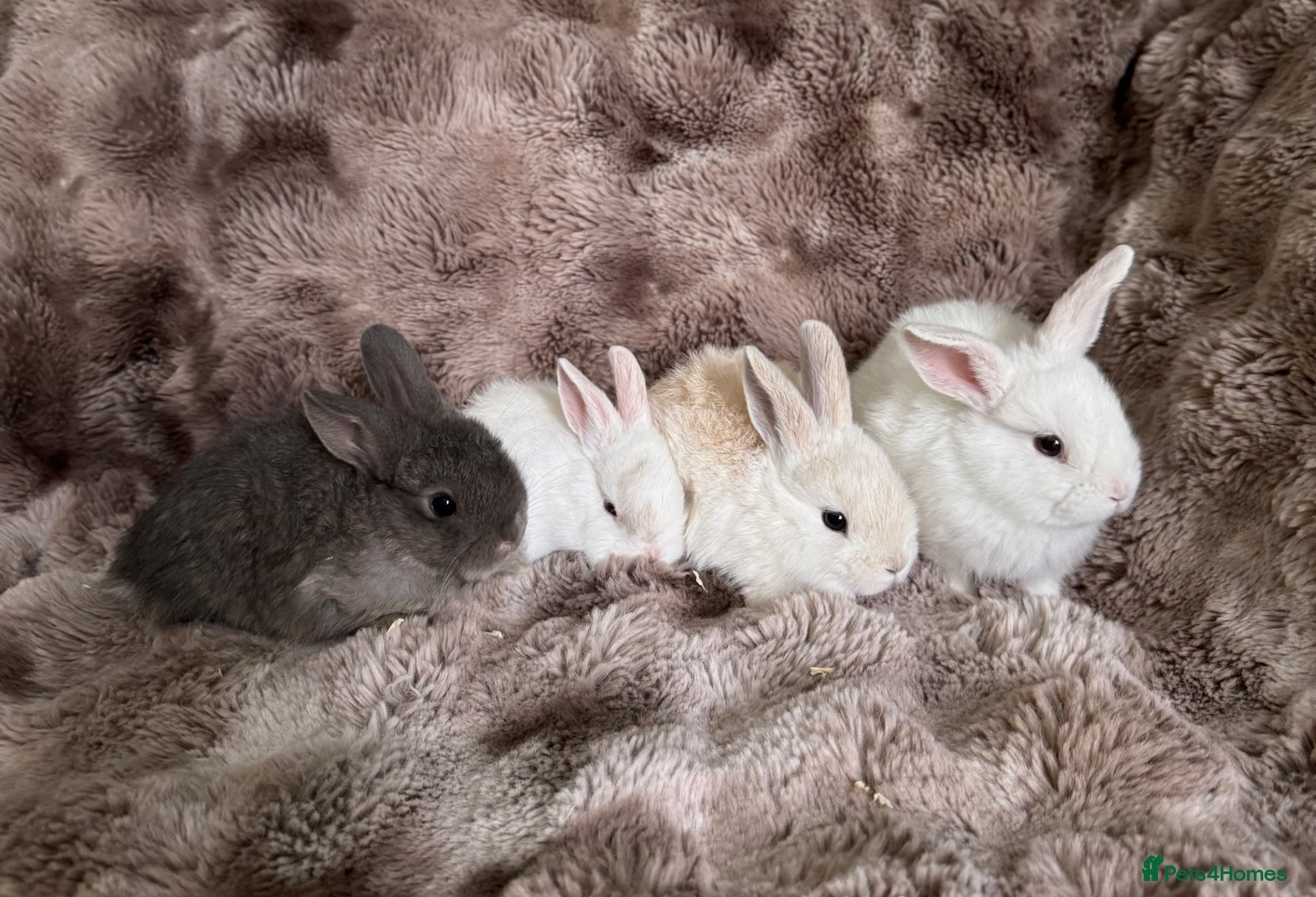 Mixed Breed rabbits Very Friendly Well Handled Bunnies - Advert 4