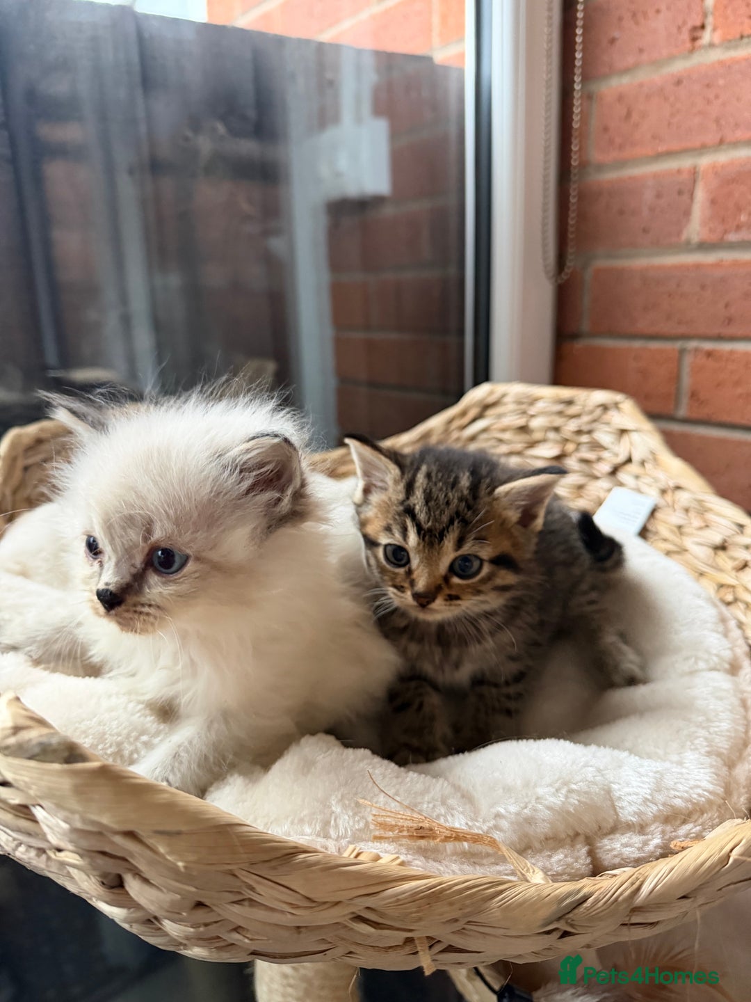 Mixed Breed cats for sale: Mixed breed Kittens - Advert 7