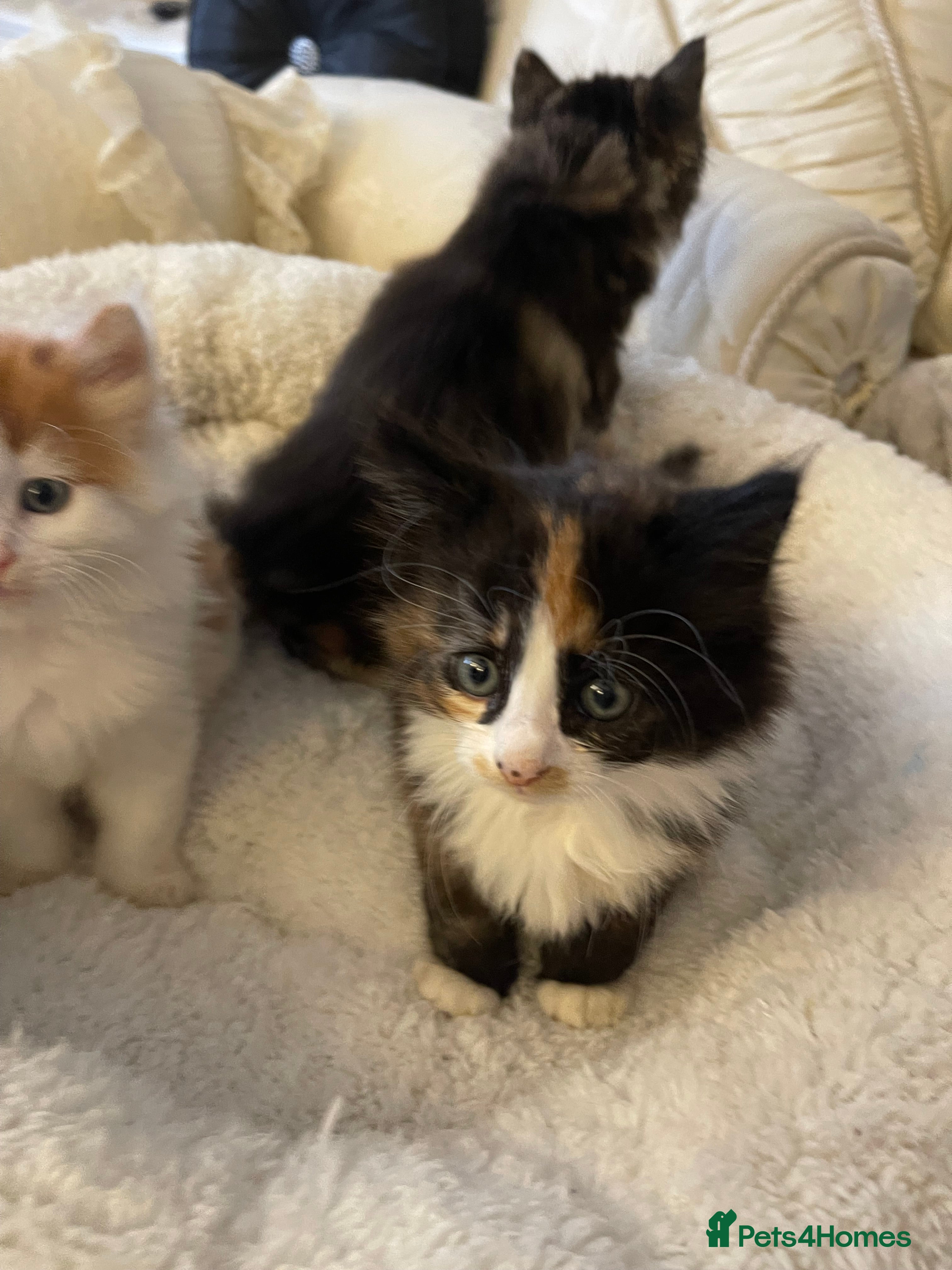 Mixed Breed cats Beautiful mixed breed litter of fluffy kittens  - Advert 2