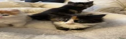 Mixed Breed cats for sale: Beautiful mixed breed litter of fluffy kittens  in Bracknell - Advert 2