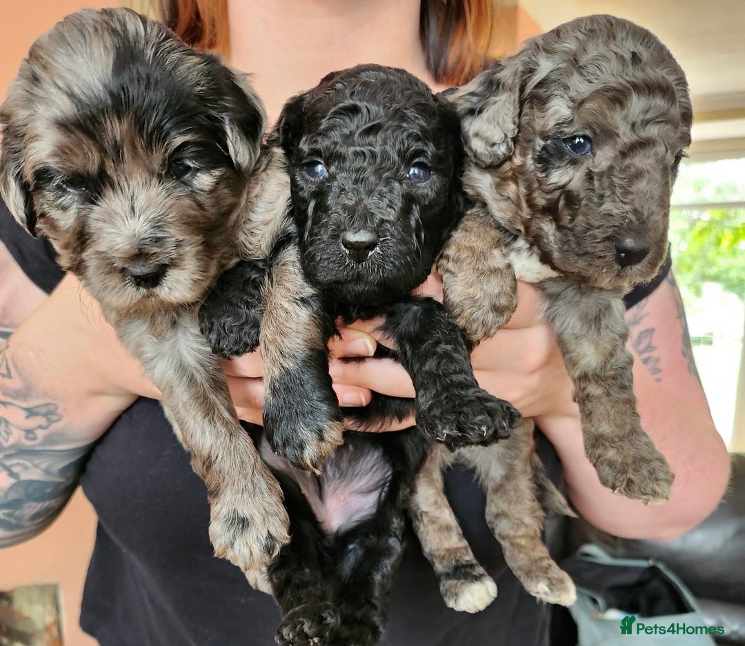 Australian Labradoodle dogs for sale: 💕 Stunning Australian Labradoodles! 💕 - Image 3
