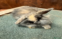 Mini Lion Lop rabbits for sale: Stunning coloured mini lion lops - Image 5