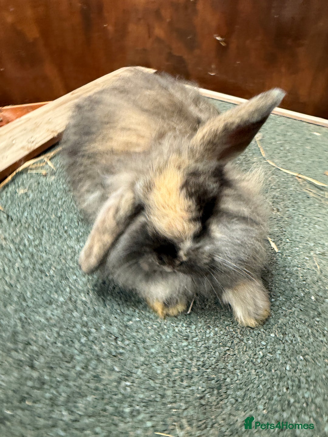 Mini Lion Lop rabbits for sale: Stunning coloured mini lion lops - Image 5