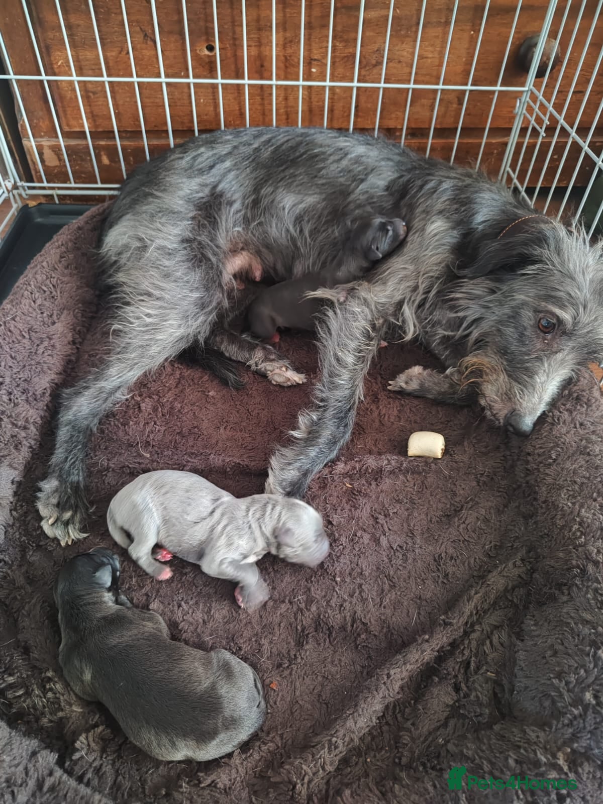Mixed Breed dogs Bedlington whippet puppies  - Advert 1