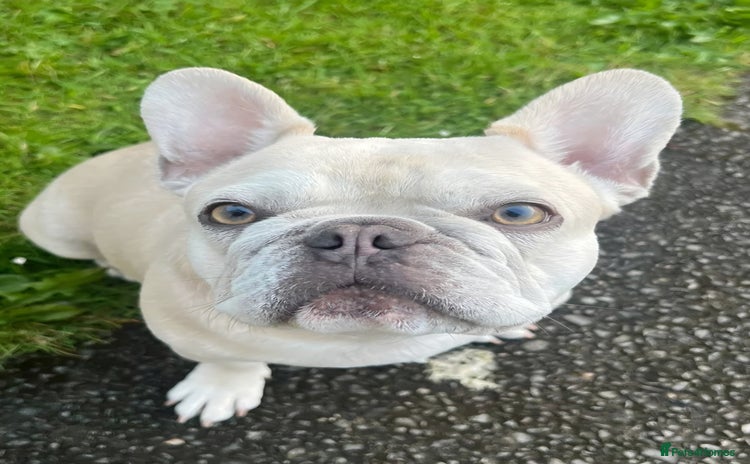 French Bulldog dogs - Advert 2