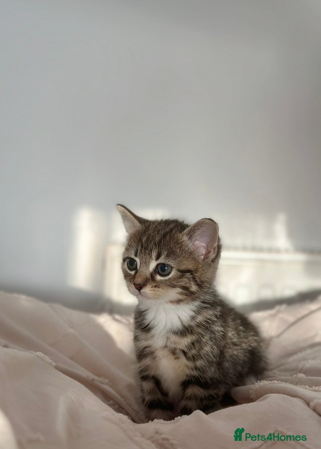 Mixed Breed cats Mixed Breed Kittens - 2 Female, 2 Male - Advert 1