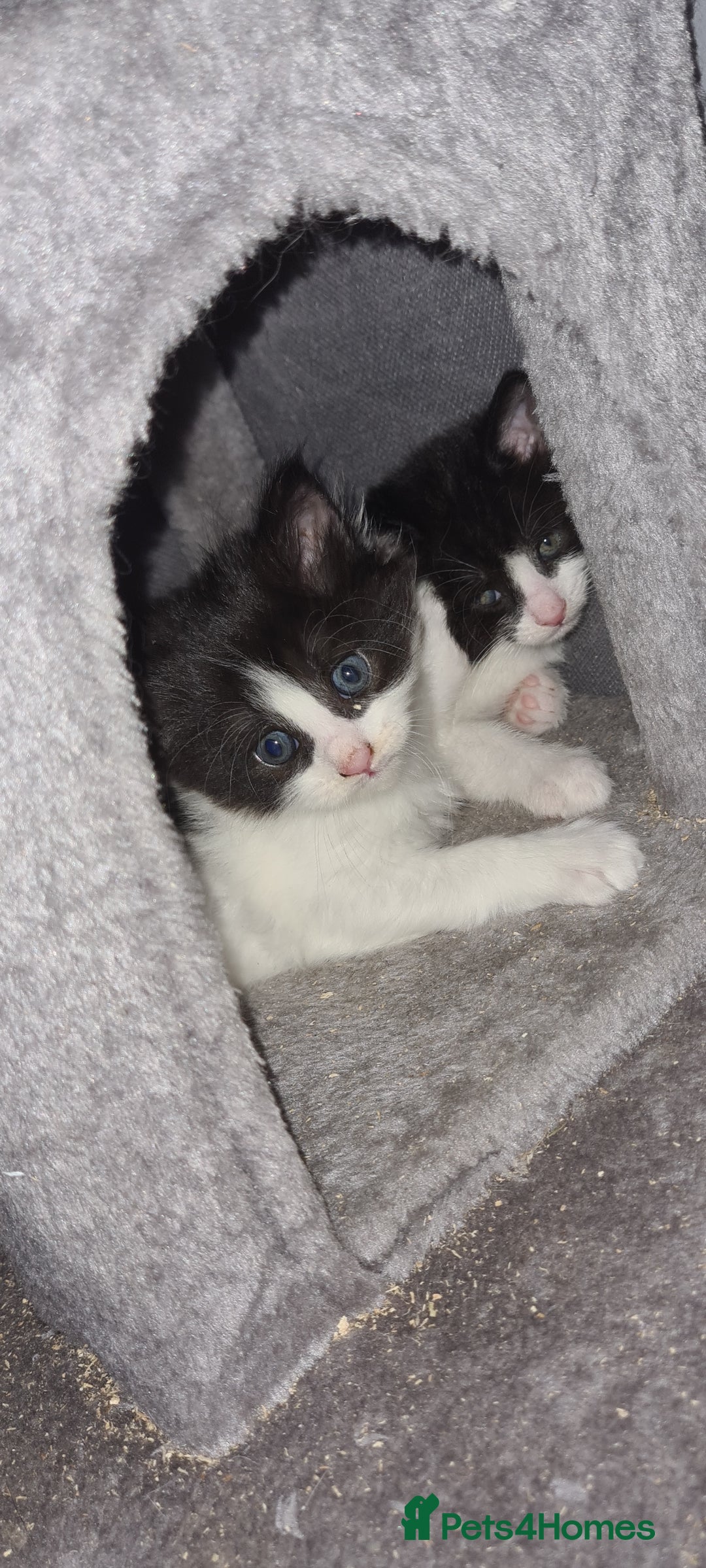 Maine Coon cats for sale: Beautiful Bonded Sisters - Image 26
