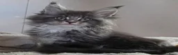 Maine Coon cats for sale: Outstanding quality Tica reg Mainecoon  - Advert 34