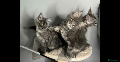 Maine Coon cats - Advert 13