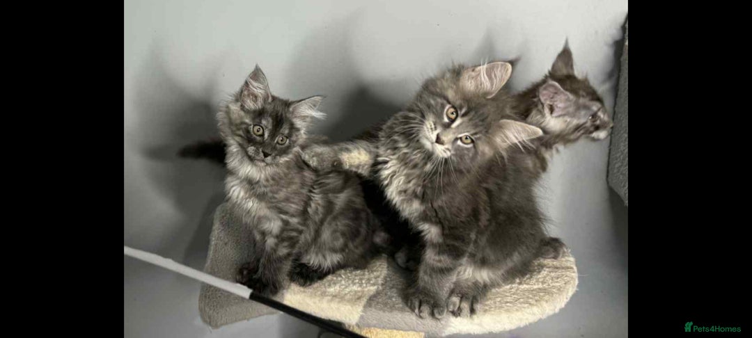 Maine Coon cats for sale: Kittens Maine Coon registered with Gccf  - Image 2