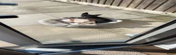 Chihuahua dogs for sale: Bino and Boo  in Banbury - Advert 3