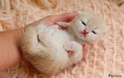 British Shorthair cats for sale: Blue Golden British Shorthair Kitten-REG &LICENSED - Image 4