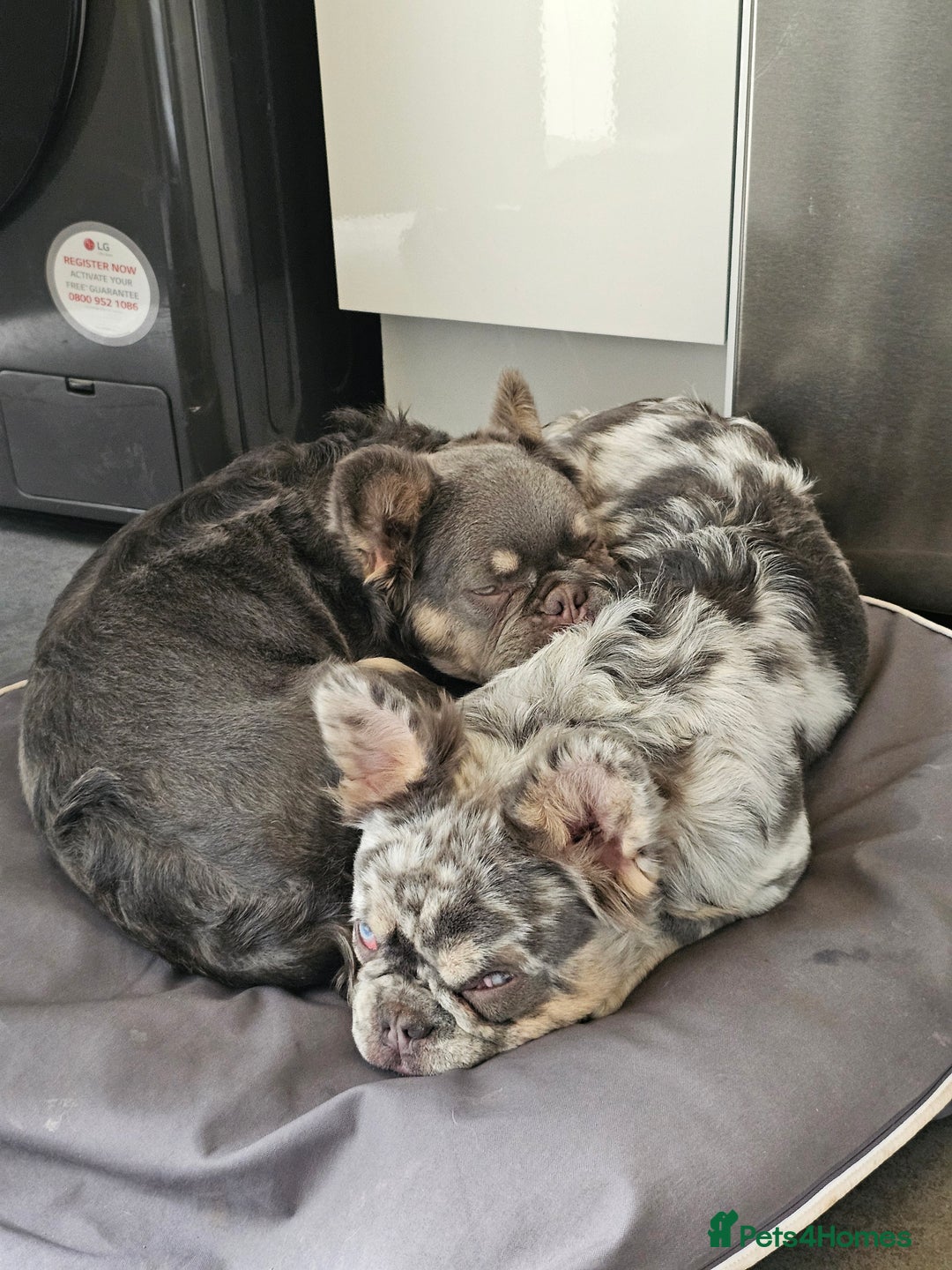 French Bulldog dogs for sale: 2 STUNNING VISUAL FLUFFY FEMALES FOR SALE - Advert 2