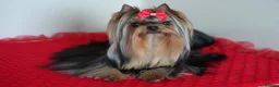 Yorkshire Terrier dogs for sale: Adorable tiny girl KC Reg 💕 - Advert 6
