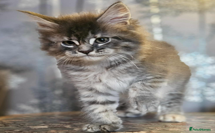 Maine Coon cats XXL Champion Line Maine Coons – Rare, Very Fluffy! - Advert 8