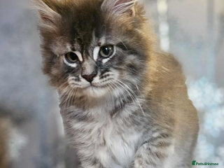 Maine Coon cats XXL Champion Line Maine Coons – Rare, Very Fluffy! - Advert 2