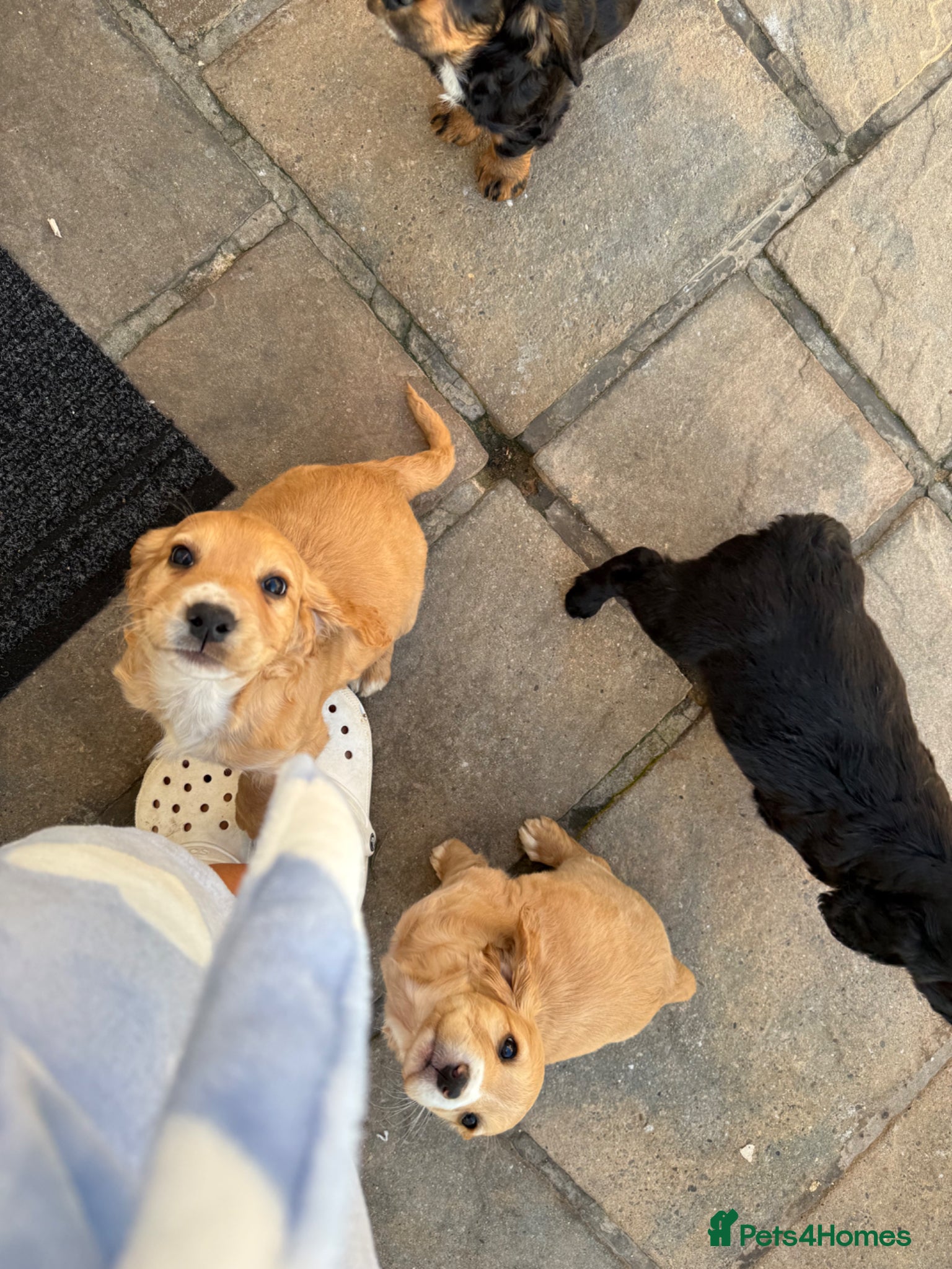 Cocker Spaniel dogs 1 puppy remaining cocker spaniels ready 07/05 - Advert 9