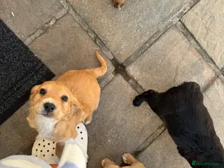 Cocker Spaniel dogs 1 puppy remaining cocker spaniels ready 07/05 - Advert 9