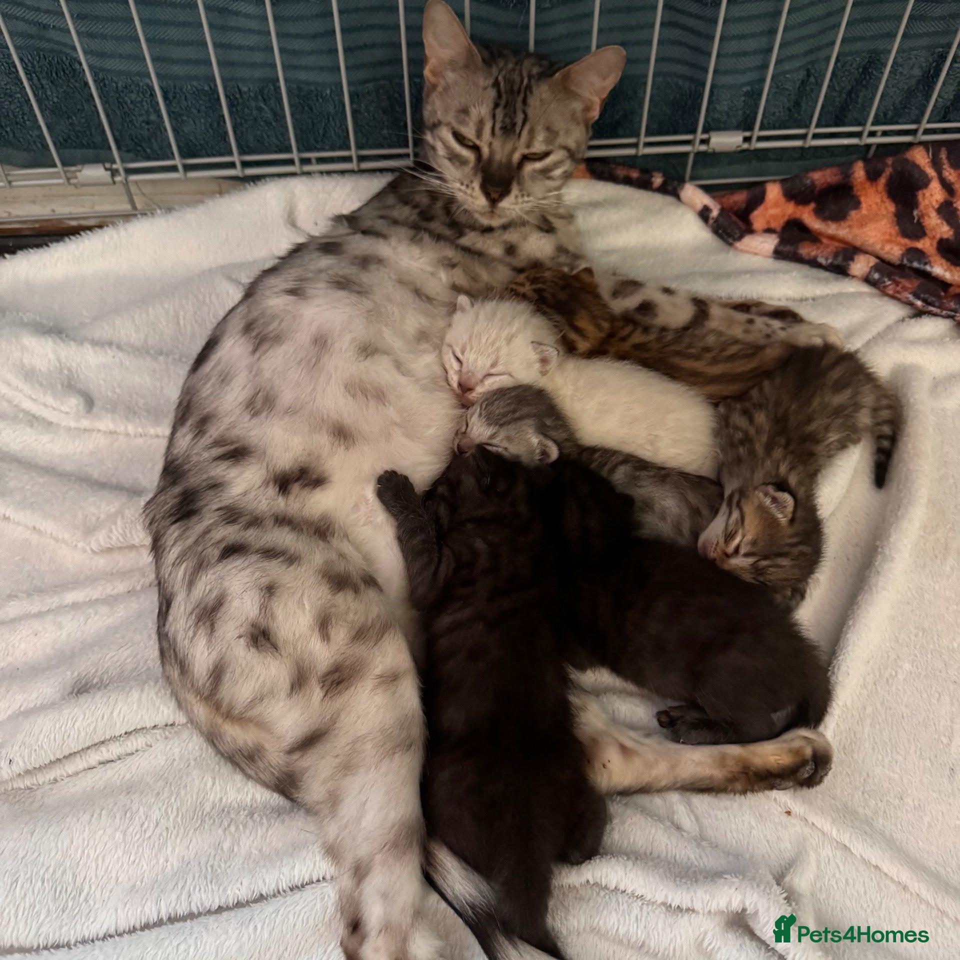 Bengal cats Really stunning bengal litter  - Advert 5
