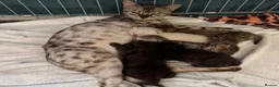Bengal cats for sale: Really stunning bengal litter  - Advert 1