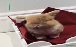 Mini Lop rabbits for sale: Adorable Purebred Baby Mini Lops - Image 7