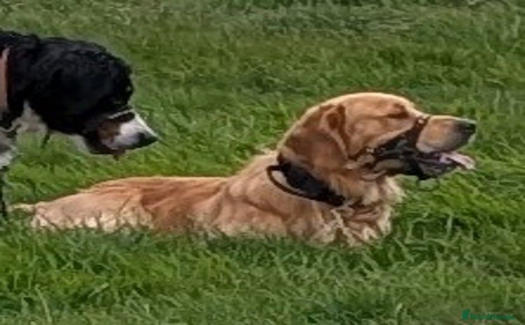 Golden Retriever dogs - Advert 5