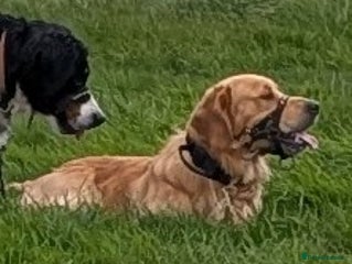 Golden Retriever dogs - Advert 13