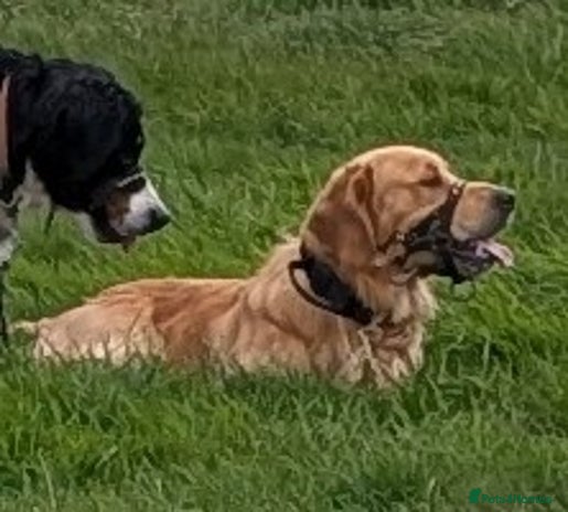 Golden Retriever dogs - Advert 1