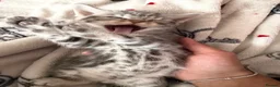 Egyptian Mau cats for sale: beautiful egyptian Mau kittens  in Chelmsford - Advert 5