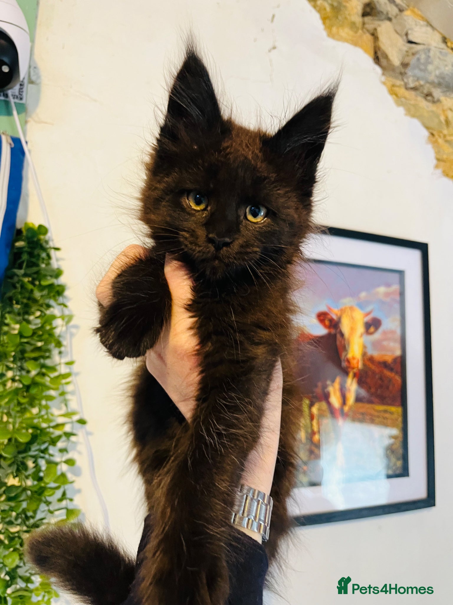 Maine Coon cats Stunning pedigree Maine coon kittens TICA - Advert 2