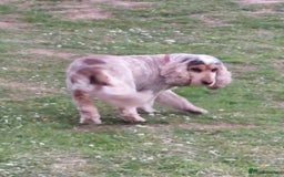 Cocker Spaniel dogs for sale: Adult KC ShowType Cockerspaniel PRA FN & AMS Clear - Image 6