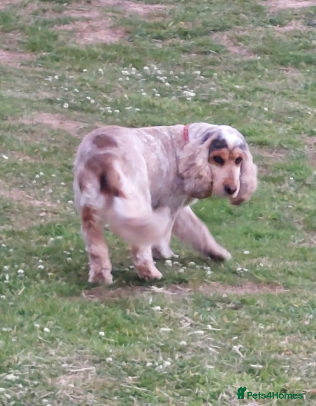Cocker Spaniel dogs for sale: Adult KC ShowType Cockerspaniel PRA FN & AMS Clear - Image 6
